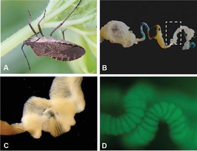 The Importance of Environmentally Acquired Bacterial Symbionts for the Squash Bug (Anasa tristis), a Significant Agricultural Pest